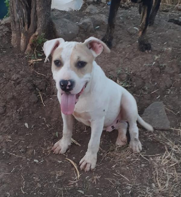 Otto, Cucciolo Mix Amstaff Cerca Casa! 